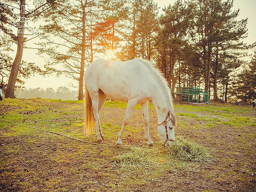 Hotel Jeju Yangtte Farm Jižní Korea